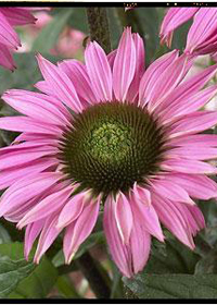 Echinacea 'Pink Mist'